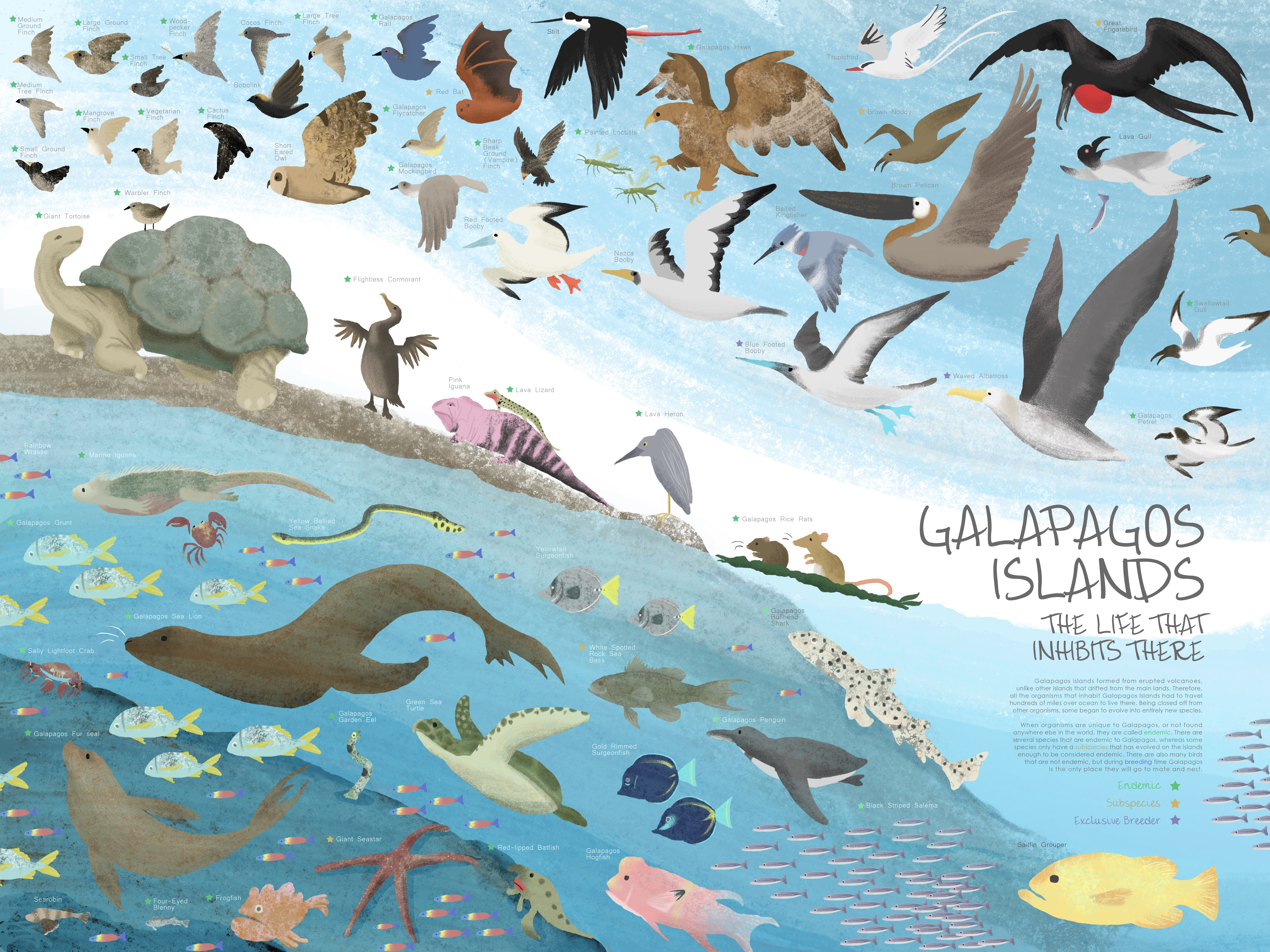 Koski_Galapagos_Final